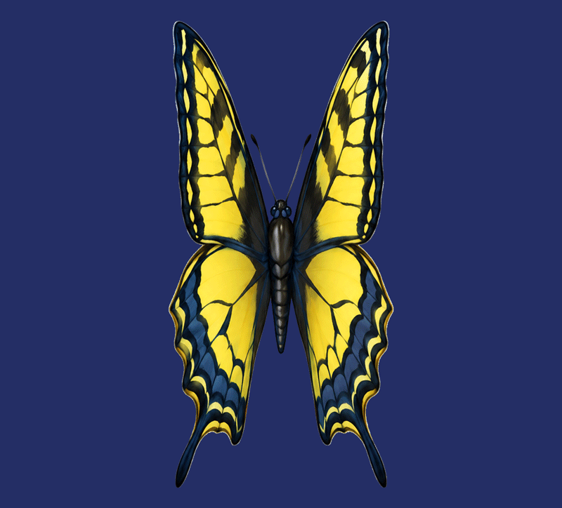 Butterfly flapping wings